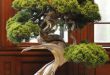 Cây bách xù quý hiếm 400 năm tuổi, có giá hơn 10 triệu yen (90.000 USD) nằm trong số bonsai bị trộm. Ảnh: CNN