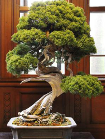 Cây bách xù quý hiếm 400 năm tuổi, có giá hơn 10 triệu yen (90.000 USD) nằm trong số bonsai bị trộm. Ảnh: CNN