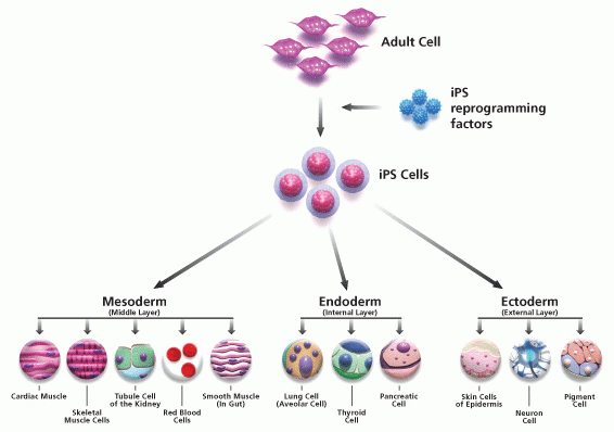 Thử nghiệm tế bào gốc để điều trị chấn thương cột sống