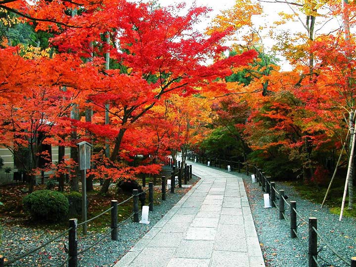 Lá đỏ ở Tokyo Nhật Bản