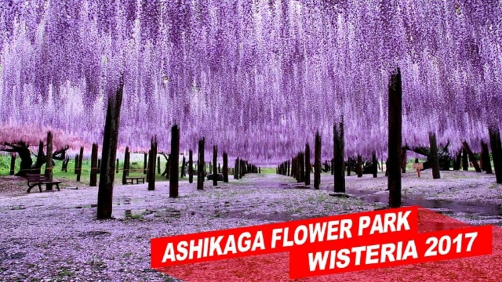 ashikaga flower park