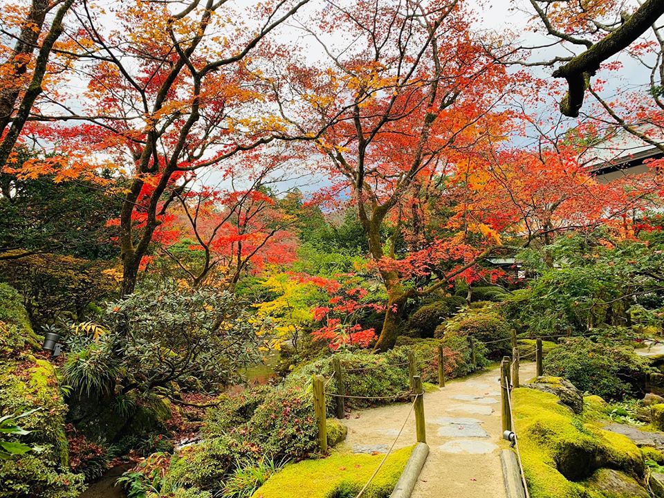 Sắc vàng và đỏ là mầu chủ đạo của Nhật Bản khi tiết trời chuyển từ mùa thu sang mùa đông